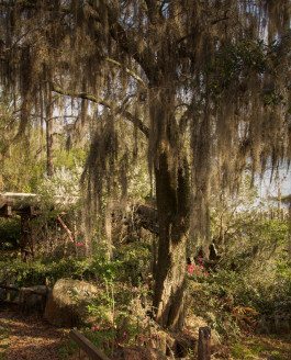 Creepy Images of Abandoned Disney World is a Real-Life Dismal Land